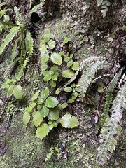 Jovellana sinclairii