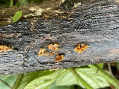 Cleidogonoidea