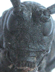 Ceroplesis ferrugator