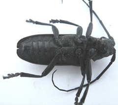 Ceroplesis ferrugator