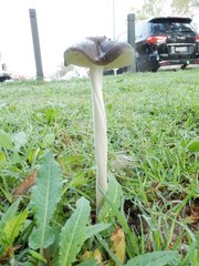 Oudemansiella gigaspora