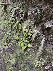 Jovellana sinclairii