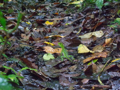 Enyalioides laticeps