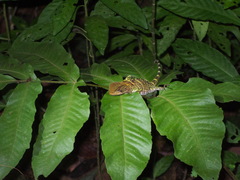 Enyalioides laticeps