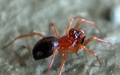 Pelecopsis bucephala