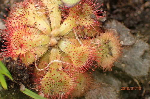Drosera natalensis