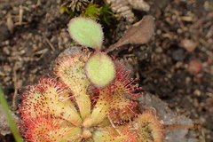 Drosera natalensis