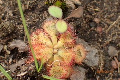 Drosera natalensis
