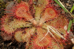 Drosera natalensis