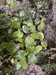 Jovellana sinclairii