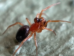 Pelecopsis bucephala