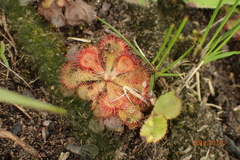 Drosera natalensis