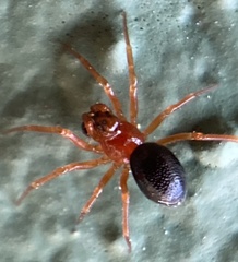 Pelecopsis bucephala