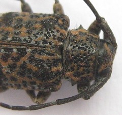 Dichostates lignarius