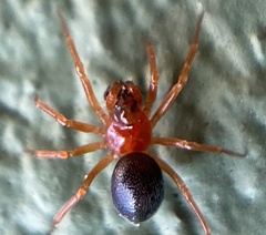 Pelecopsis bucephala