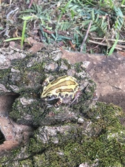 Kassina senegalensis