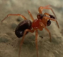 Pelecopsis bucephala