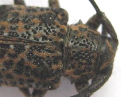 Dichostates lignarius