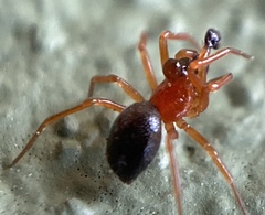 Pelecopsis bucephala