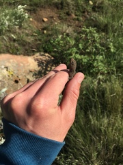 Pachydactylus capensis