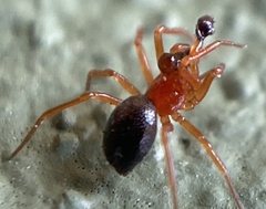 Pelecopsis bucephala