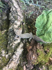 Pachydactylus capensis