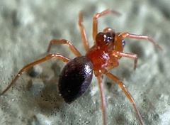 Pelecopsis bucephala