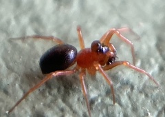 Pelecopsis bucephala