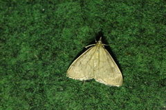 Anania fuscalis