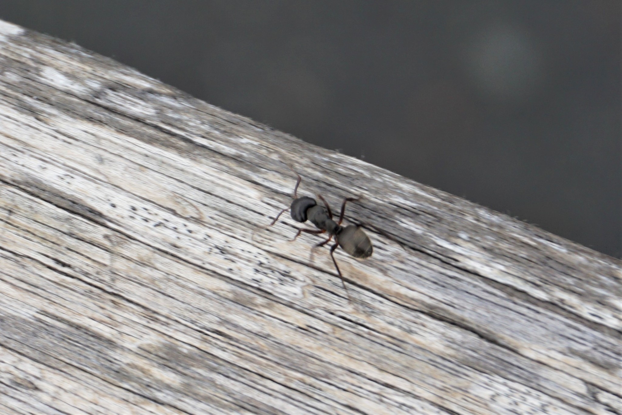 Camponotus planus