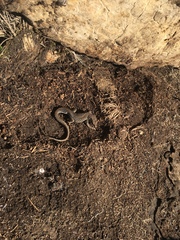 Pedioplanis burchelli