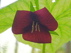 Trillium vaseyi