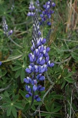 Lupinus colombiensis