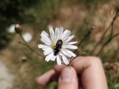 Acmaeodera hepburnii