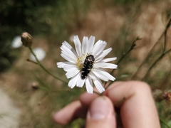 Acmaeodera hepburnii