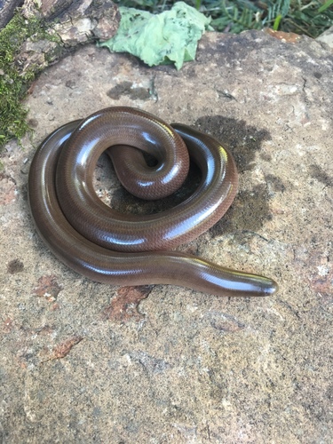 Photo of a Bibron's Blind Snake (Afrotyphlops bibronii)