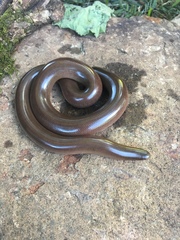 Afrotyphlops bibronii