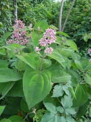 Miconieae