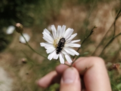 Acmaeodera hepburnii