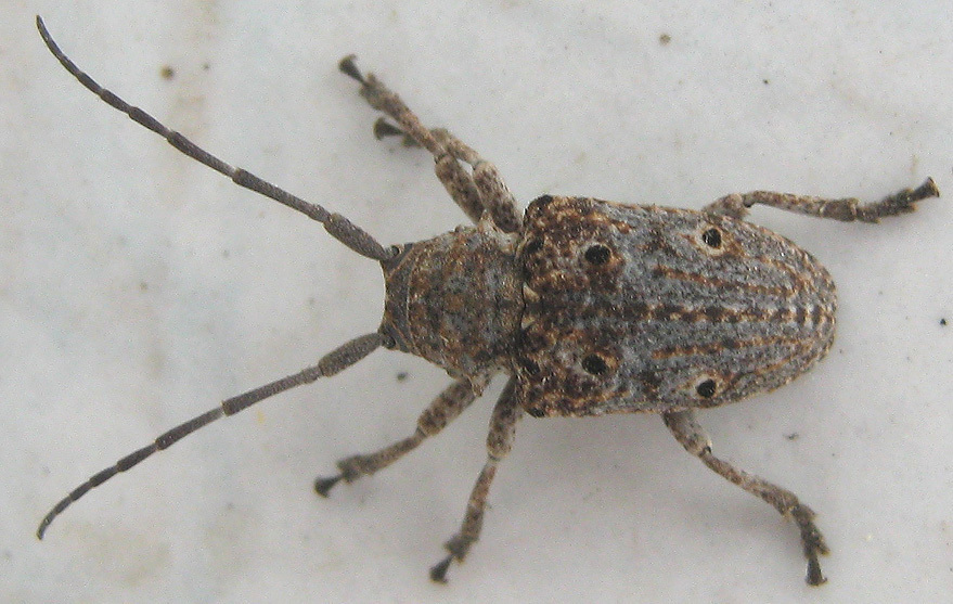 Crossotus klugi
