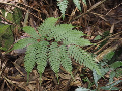 Pteris amoena