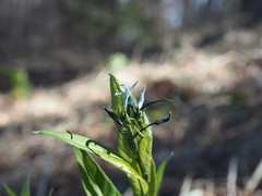 Amsonia tabernaemontana