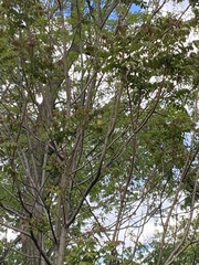 Piranga olivacea