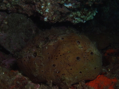 Hippospongia