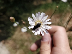 Acmaeodera hepburnii