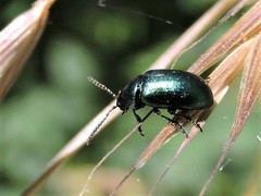 Gastrophysa cyanea