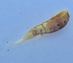 Ephydra