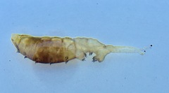 Ephydra