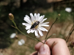 Acmaeodera hepburnii