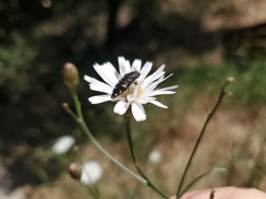 Acmaeodera hepburnii